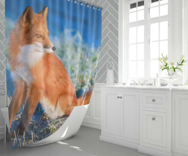 Fox Intense Stare Furry Fascination Shower Curtain 1