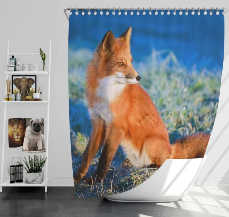 Fox Intense Stare Furry Fascination Shower Curtain