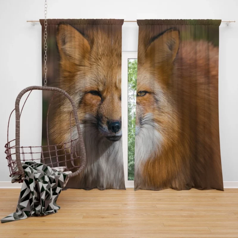 Fox Intense Stare Winter Whimsy Curtain