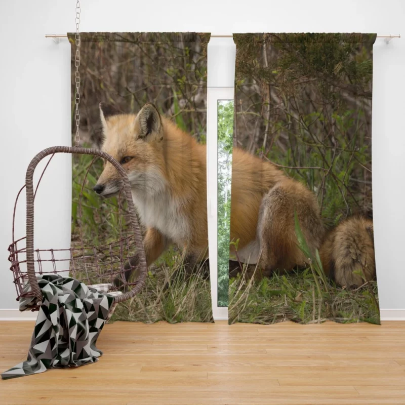 Fox Mysterious Charm Nature Enigma Curtain