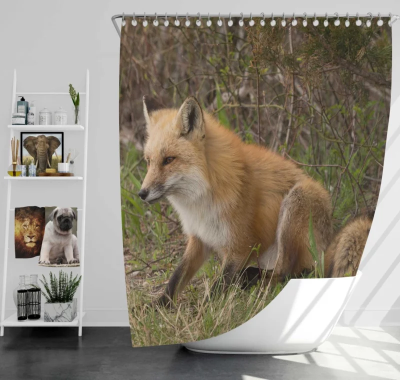 Fox Mysterious Charm Nature Enigma Shower Curtain