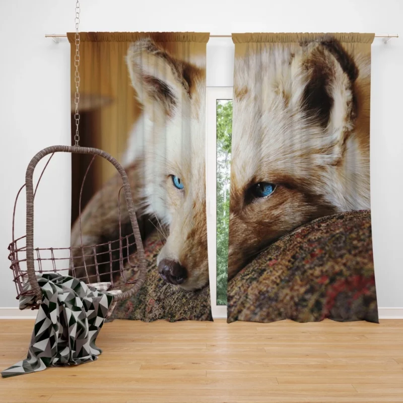 Fox Mysterious Charm Nature Wonder Curtain