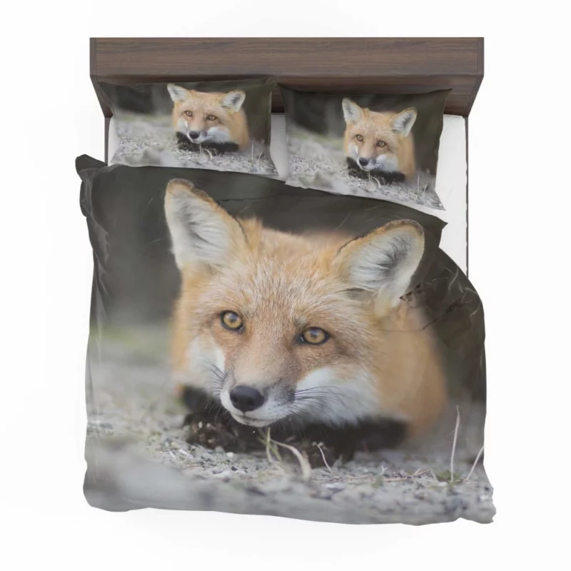 Fox Mysterious Gaze Enigmatic Charm Bedding Set 1