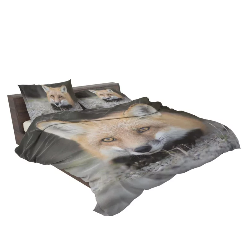 Fox Mysterious Gaze Enigmatic Charm Bedding Set 2