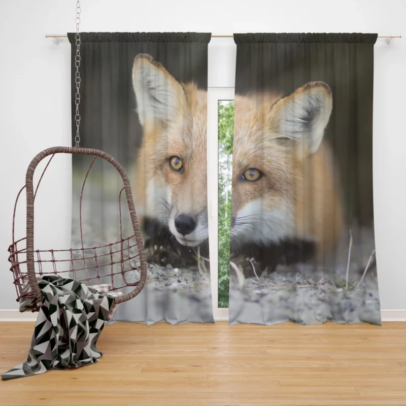 Fox Mysterious Gaze Enigmatic Charm Curtain