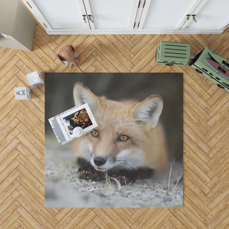 Fox Mysterious Gaze Enigmatic Charm Rug