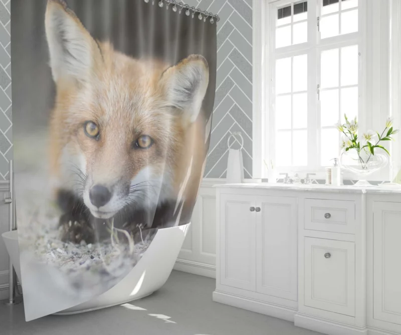 Fox Mysterious Gaze Enigmatic Charm Shower Curtain 1