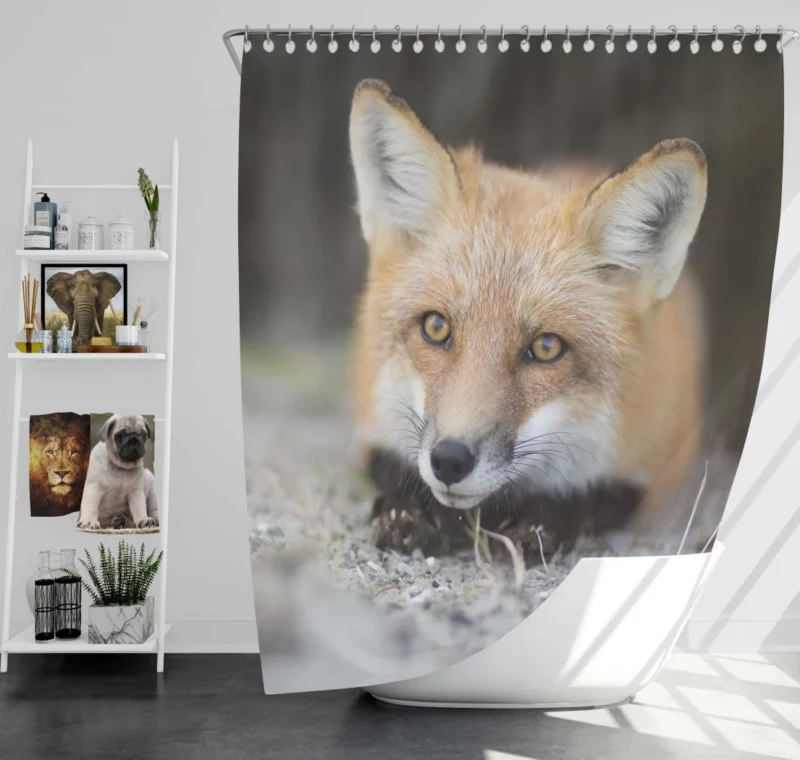 Fox Mysterious Gaze Enigmatic Charm Shower Curtain