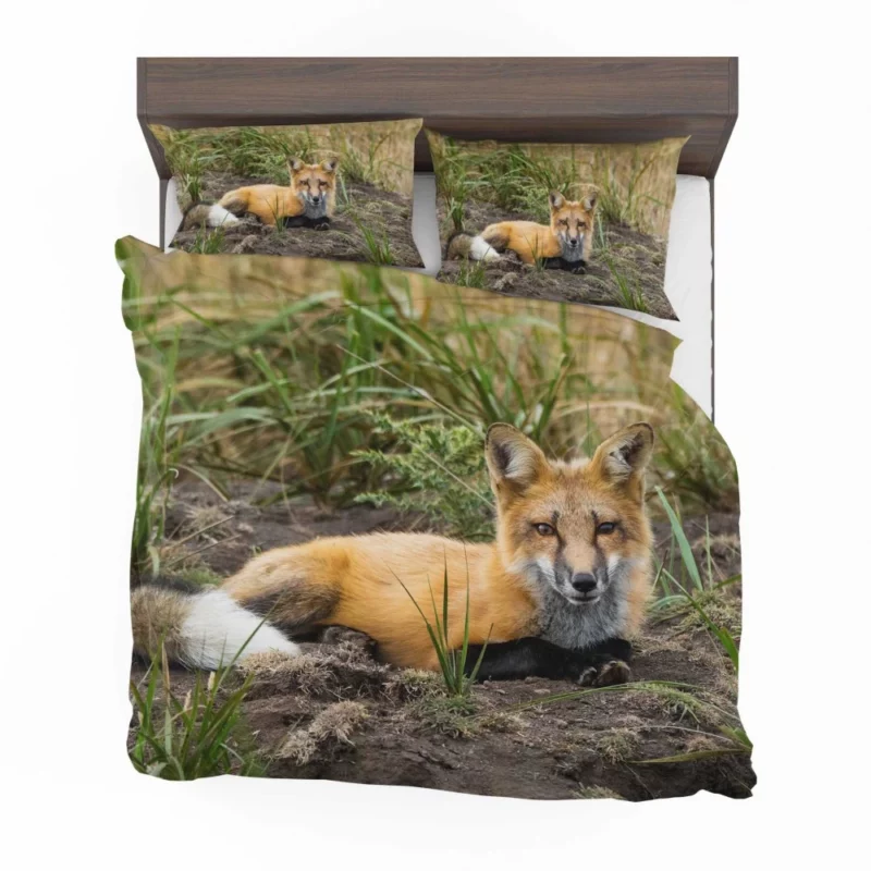 Fox Penetrating Stare Nature Intrigue Bedding Set 1