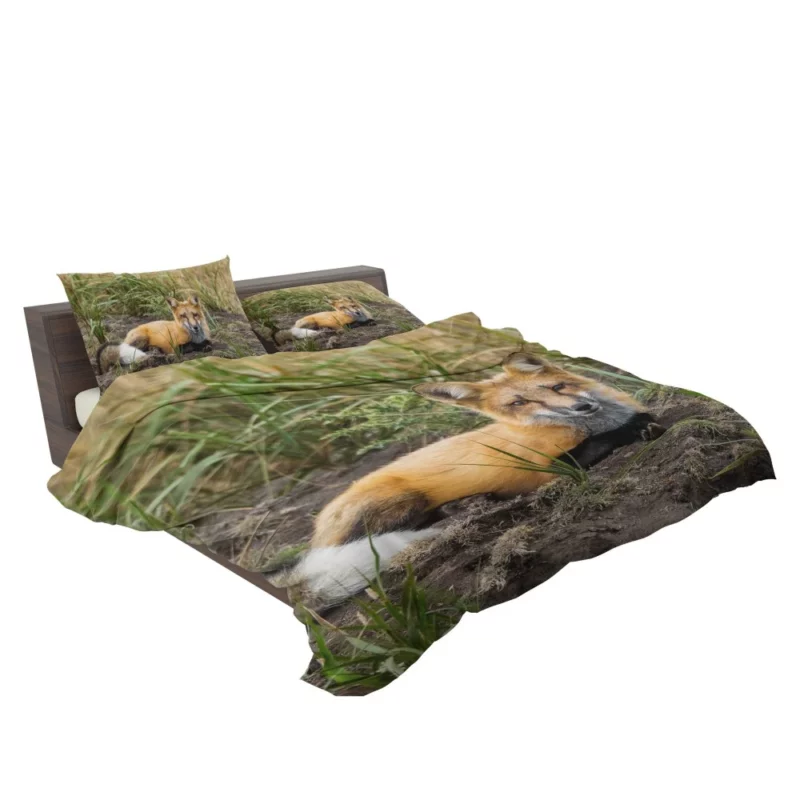 Fox Penetrating Stare Nature Intrigue Bedding Set 2