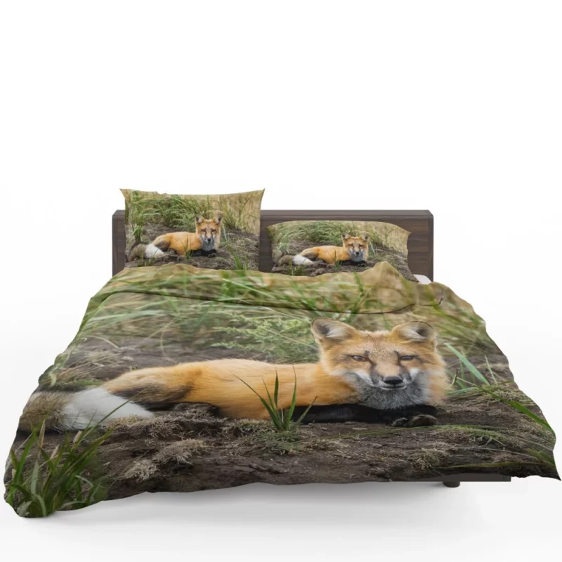 Fox Penetrating Stare Nature Intrigue Bedding Set