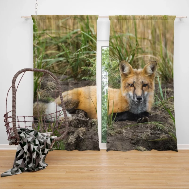 Fox Penetrating Stare Nature Intrigue Curtain