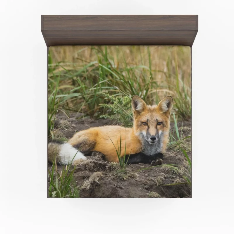 Fox Penetrating Stare Nature Intrigue Fitted Sheet 1