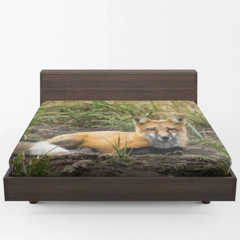 Fox Penetrating Stare Nature Intrigue Fitted Sheet