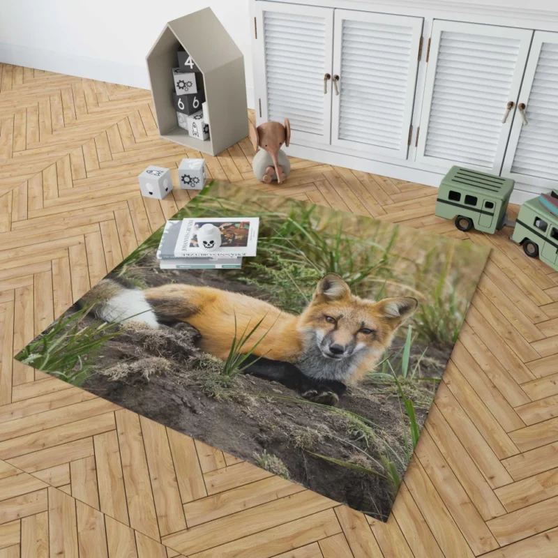 Fox Penetrating Stare Nature Intrigue Rug 1