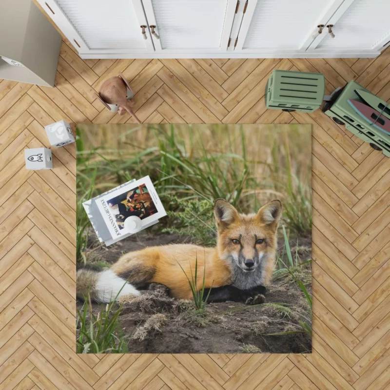 Fox Penetrating Stare Nature Intrigue Rug