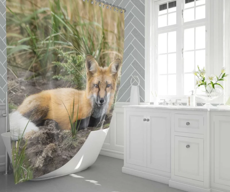 Fox Penetrating Stare Nature Intrigue Shower Curtain 1