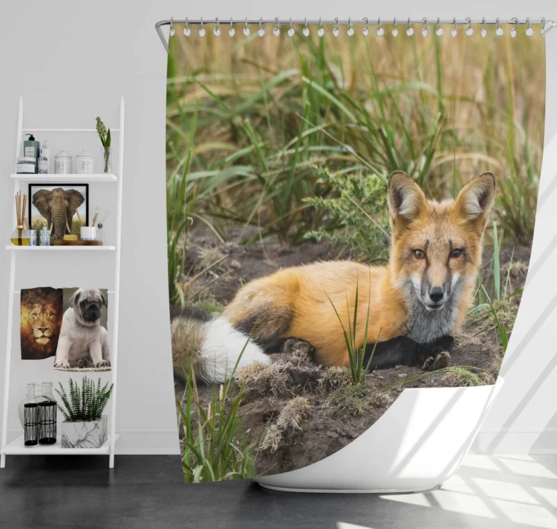 Fox Penetrating Stare Nature Intrigue Shower Curtain