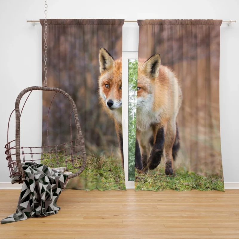 Fox Playful Charm Nature Whimsy Curtain