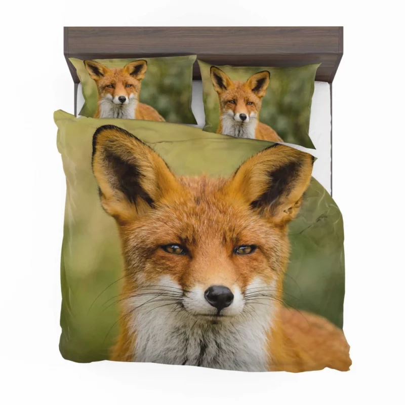 Fox Sly Stare Wilderness Intrigue Bedding Set 1