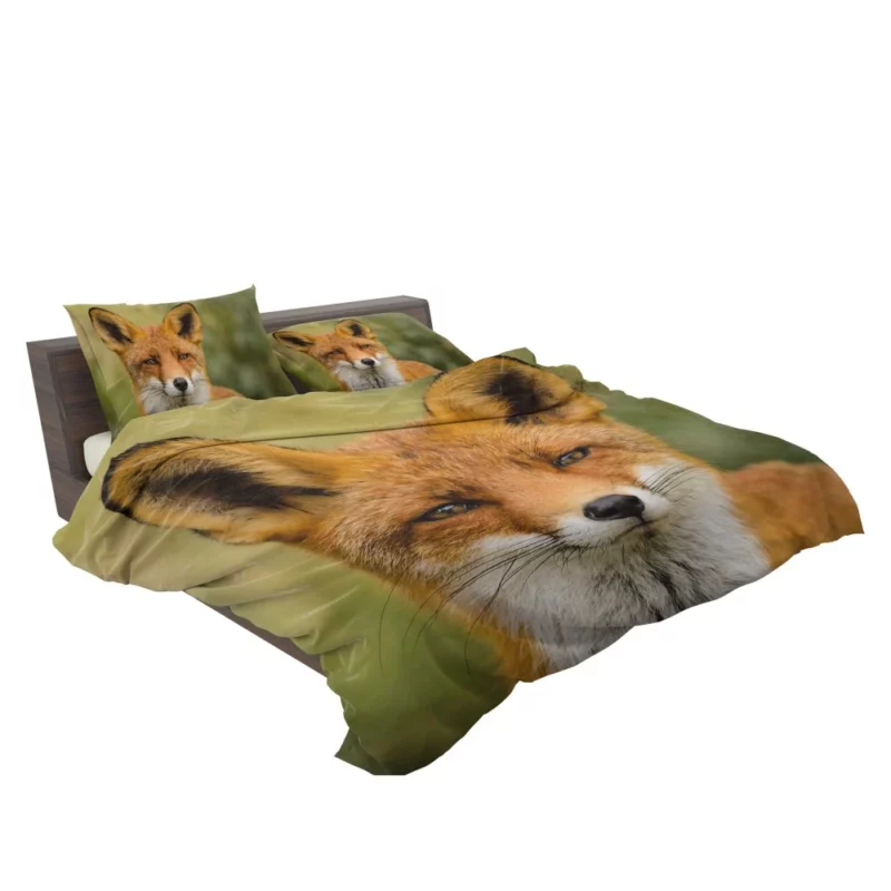 Fox Sly Stare Wilderness Intrigue Bedding Set 2