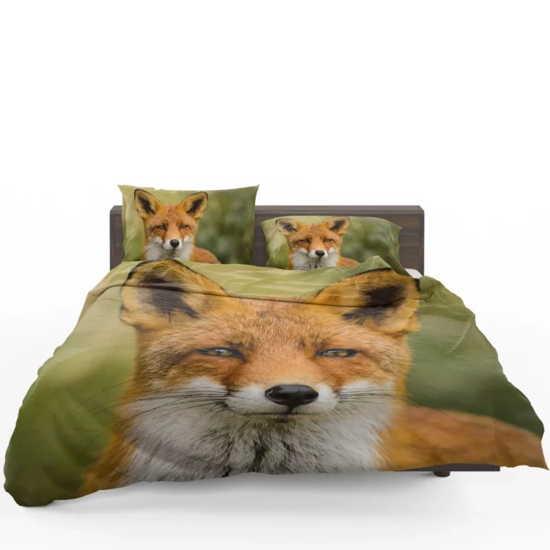 Fox Sly Stare Wilderness Intrigue Bedding Set