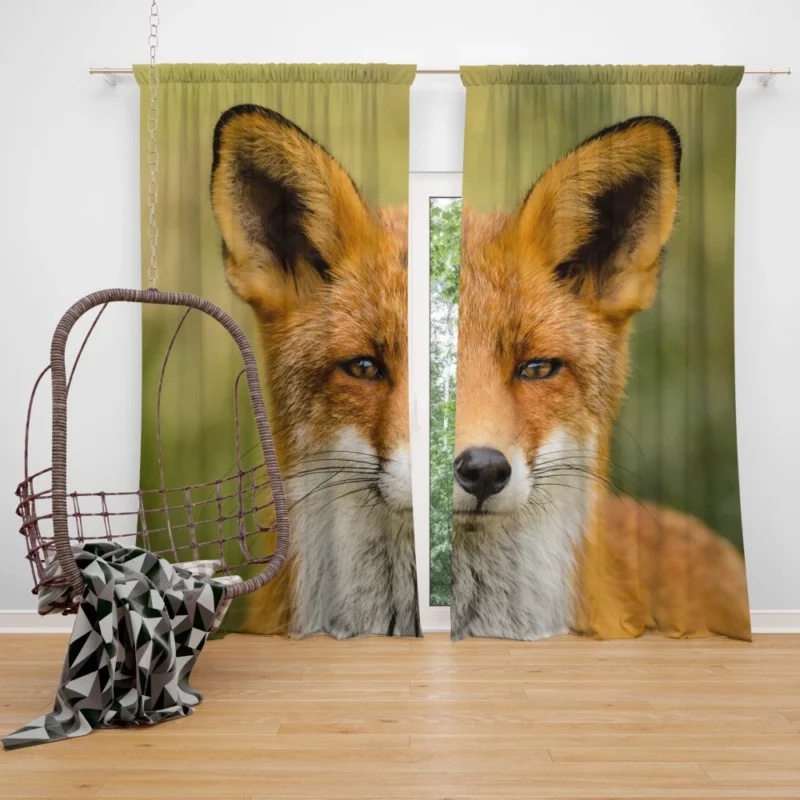 Fox Sly Stare Wilderness Intrigue Curtain