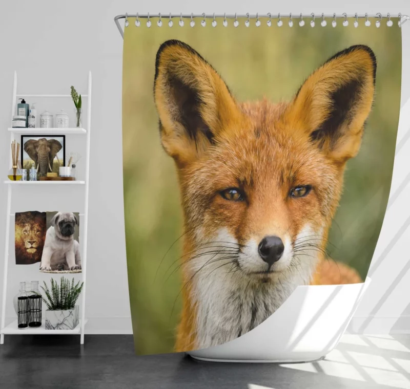 Fox Sly Stare Wilderness Intrigue Shower Curtain