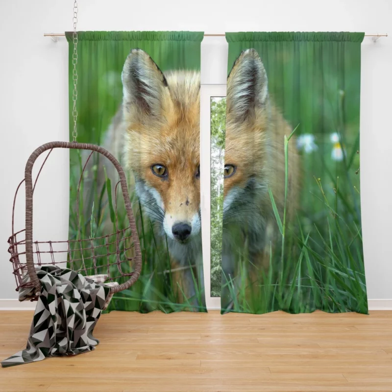 Fox Stare Amidst Green Grass Curtain