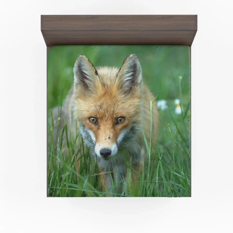 Fox Stare Amidst Green Grass Fitted Sheet 1