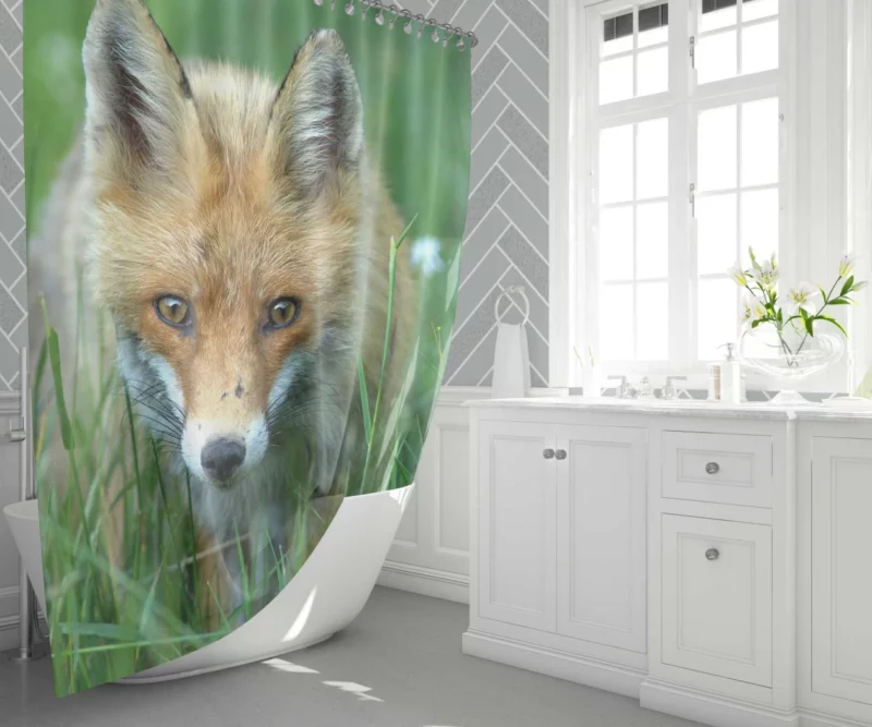 Fox Stare Amidst Green Grass Shower Curtain 1