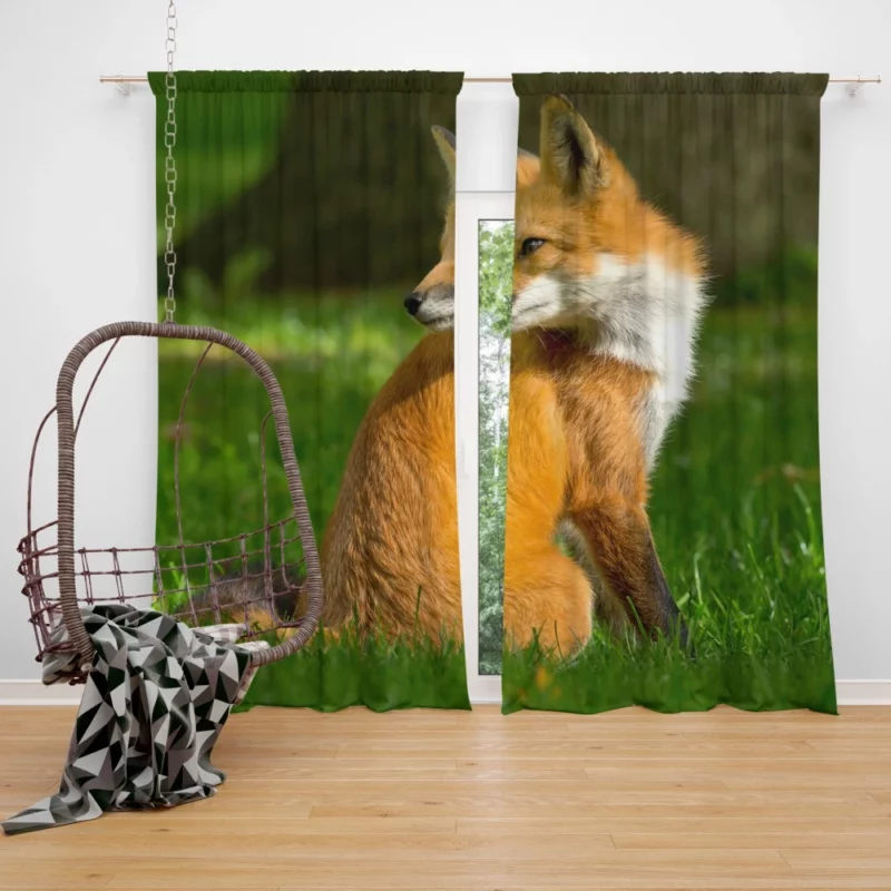 Fox in Grass Natural Curiosity Curtain