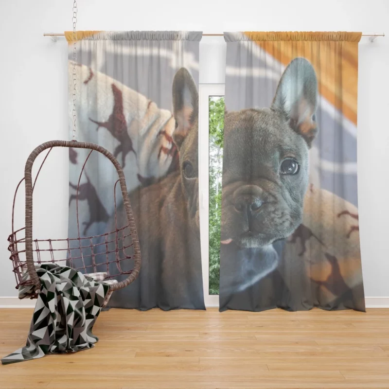 French Bulldog Adorable Antics Furry Delight Curtain