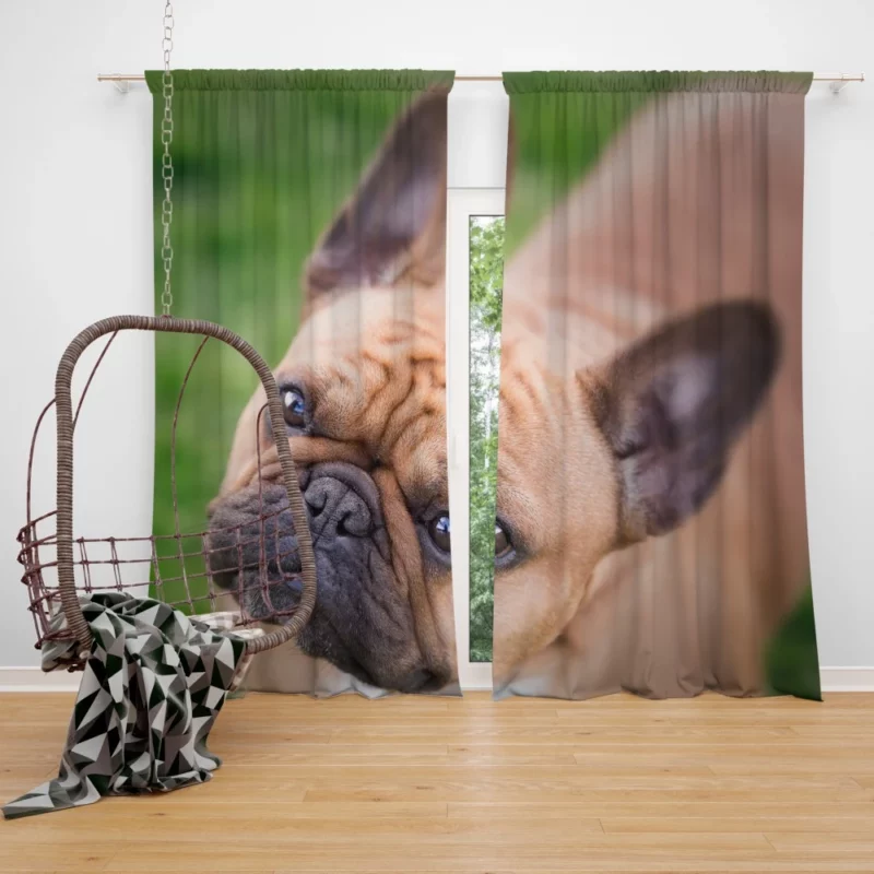 French Bulldog Adorable Antics Furry Joy Curtain