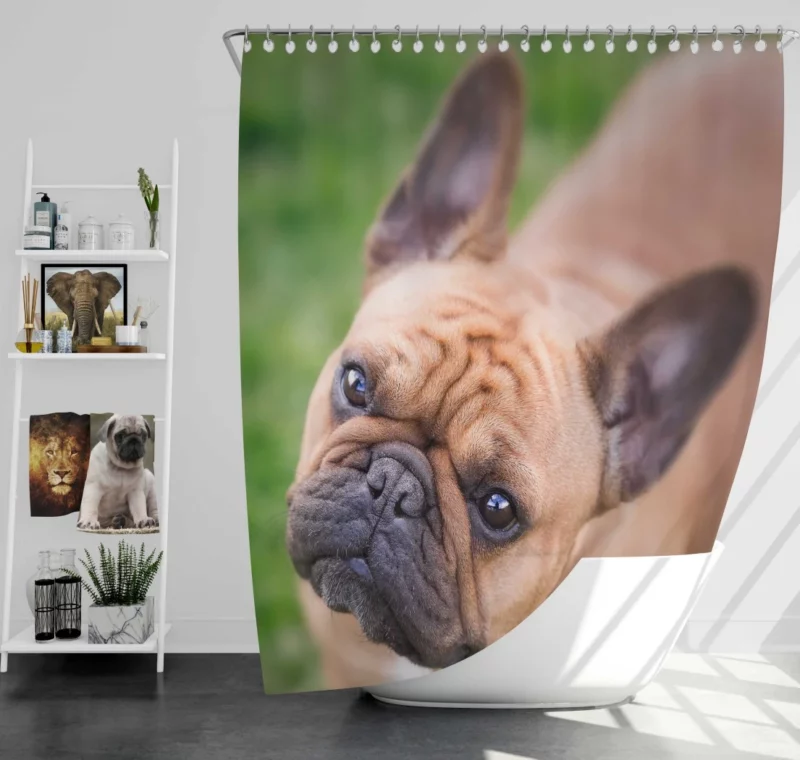 French Bulldog Adorable Antics Furry Joy Shower Curtain