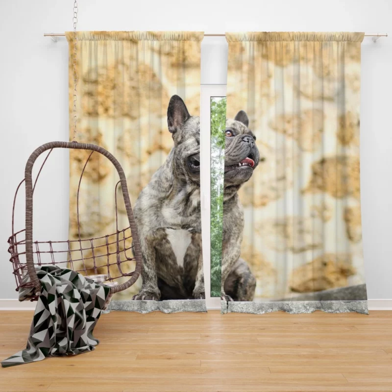 French Bulldog Adorable Charisma Playful Wonder Curtain