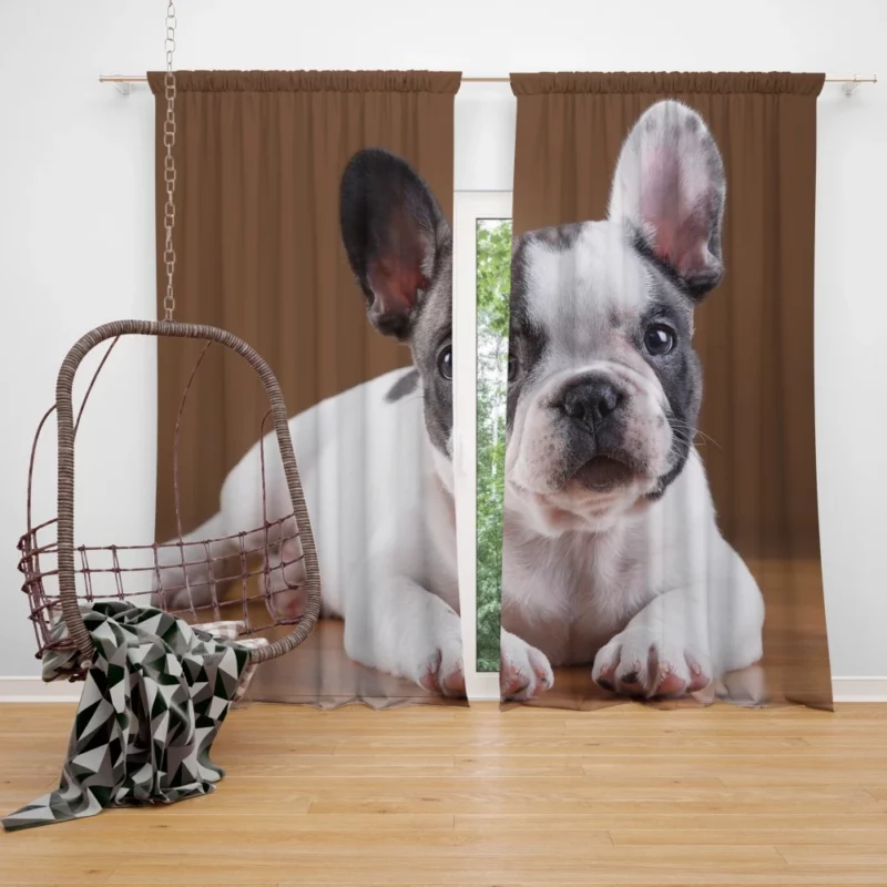 French Bulldog Adorable Muzzle Playful Innocence Curtain