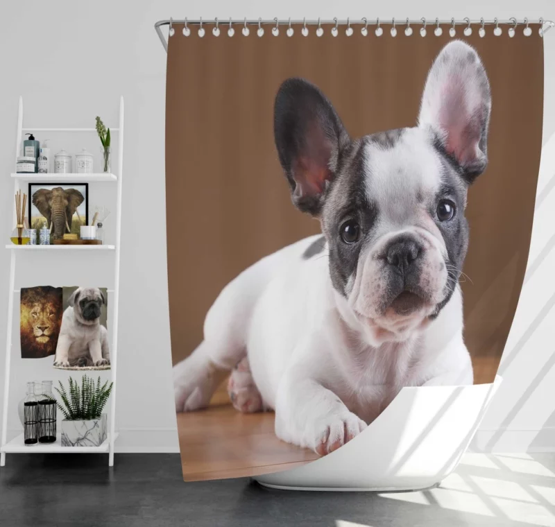 French Bulldog Adorable Muzzle Playful Innocence Shower Curtain