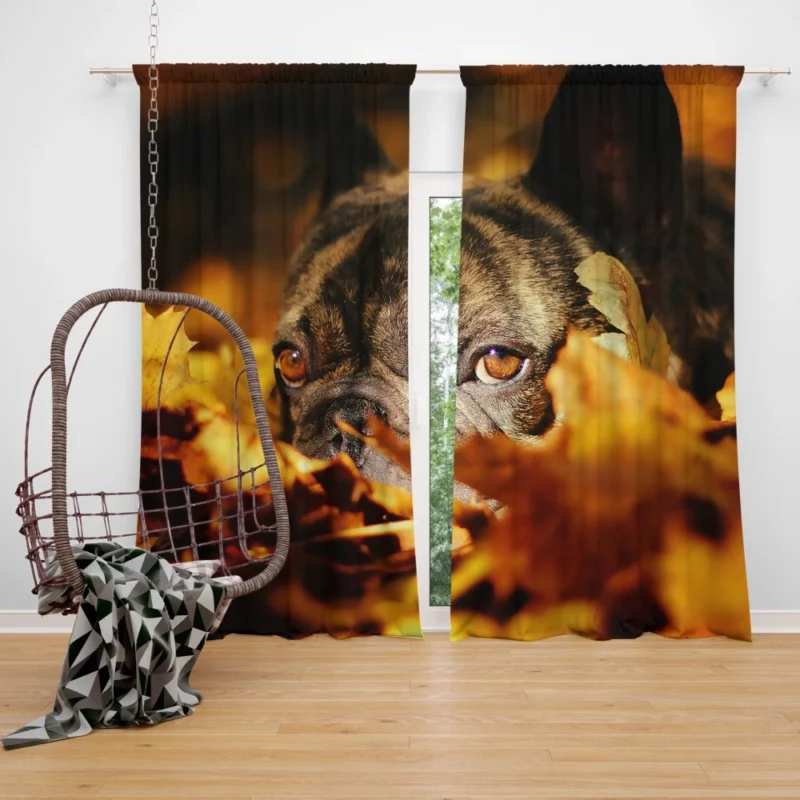 French Bulldog Amidst Fall Leaves Cozy Charm Curtain