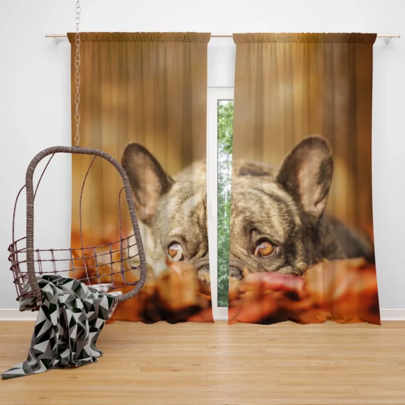 French Bulldog Autumn Adventure Curtain