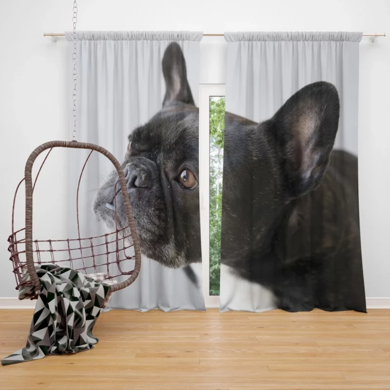 French Bulldog Charming Muzzle Curtain