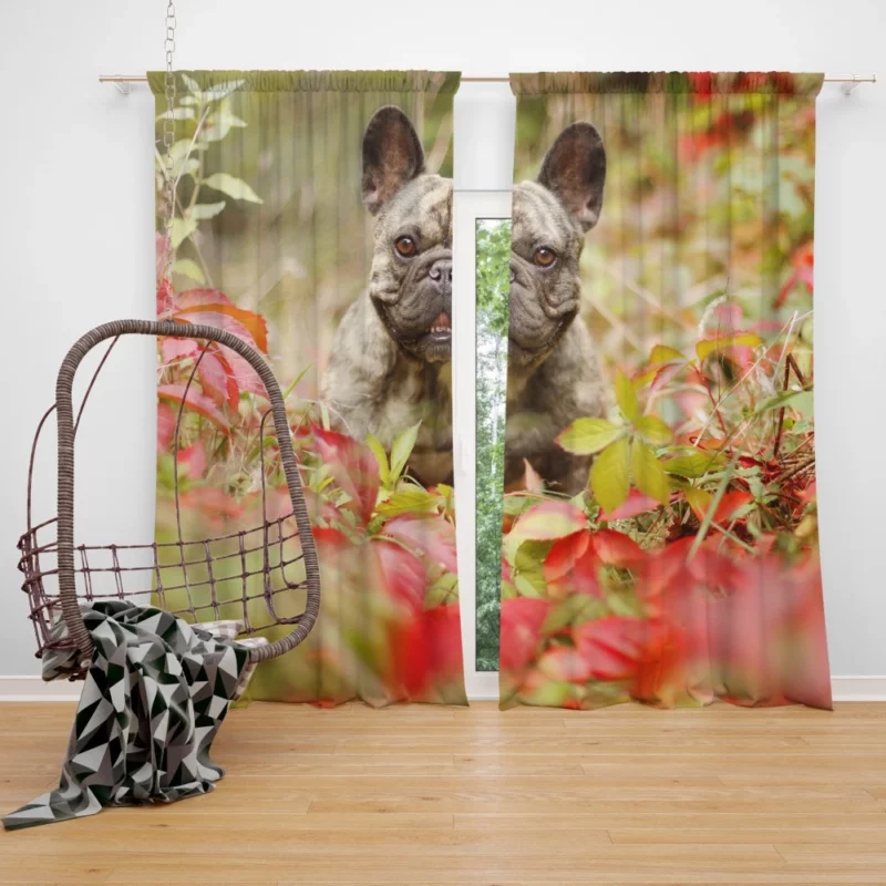 French Bulldog Charming Persona Endearing Grace Curtain