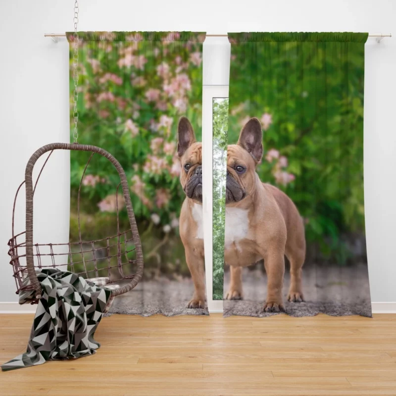 French Bulldog Cute Charisma Furry Friend Curtain