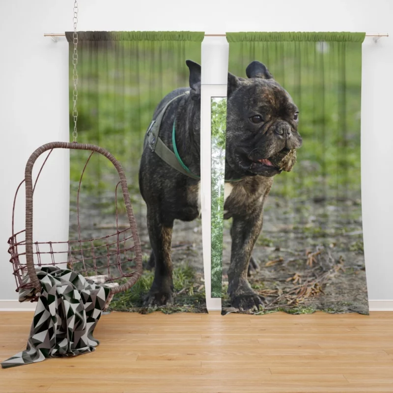 French Bulldog Playful Charm Curtain