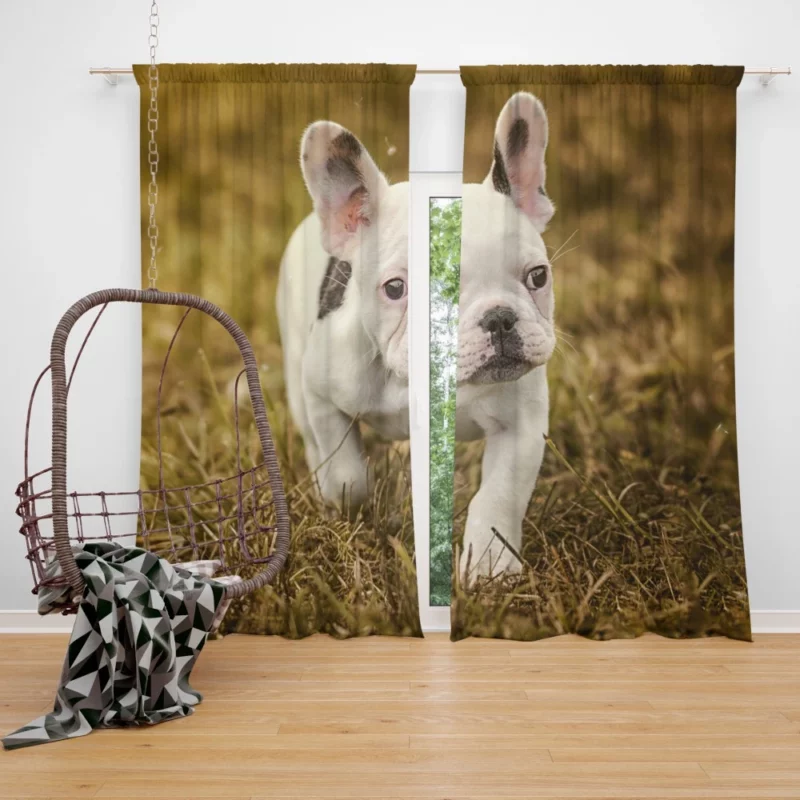 French Bulldog Quirky Charisma Curtain