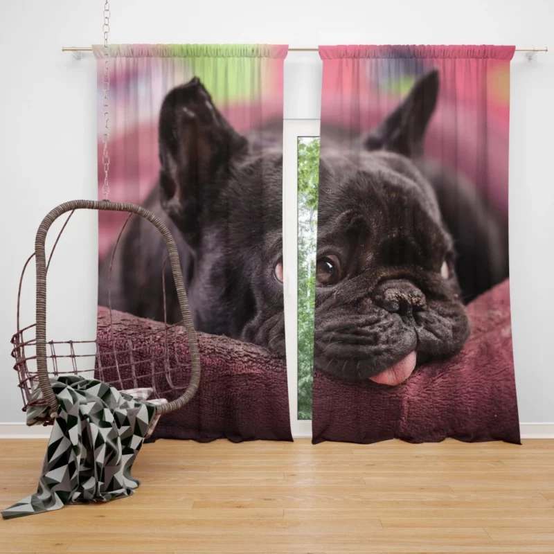 French Bulldog Restful Moments Muzzle Comfort Curtain