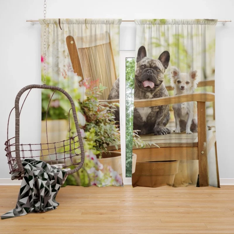 French Bulldog and Chihuahua Duo Curtain