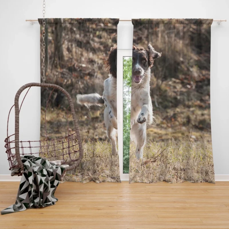 French Spaniel in Captivating Movement Curtain