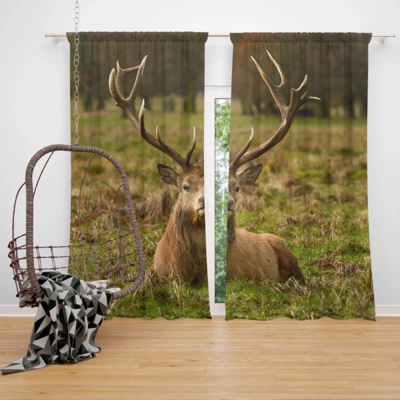 Gentle Deer Beauty Curtain