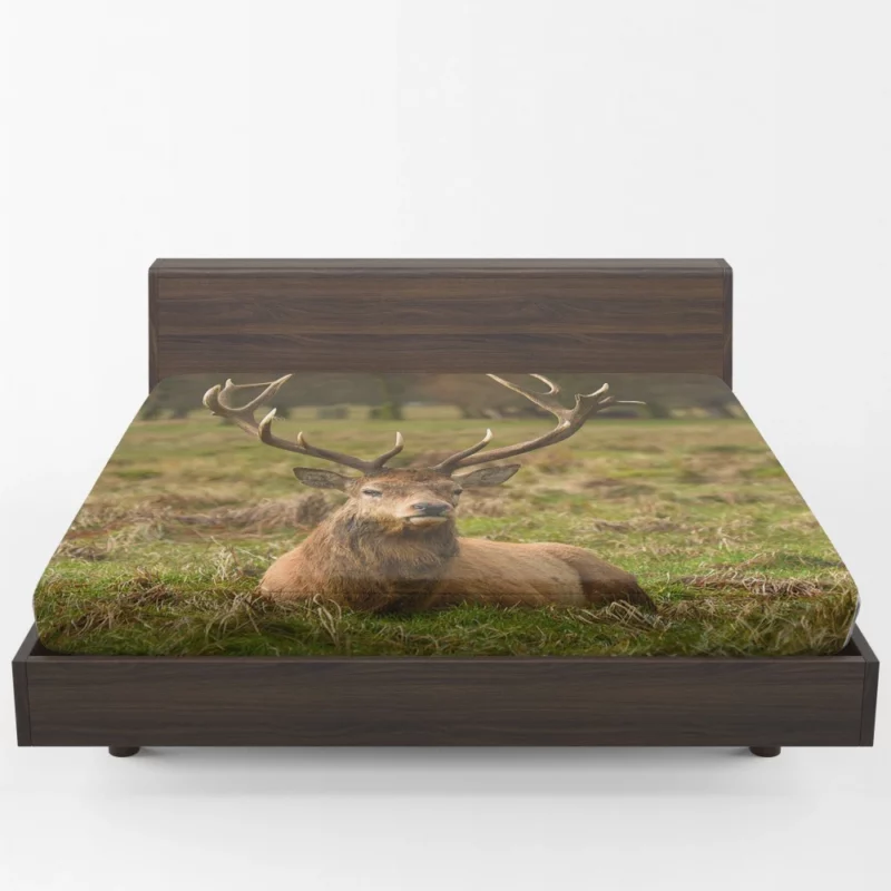 Gentle Deer Beauty Fitted Sheet